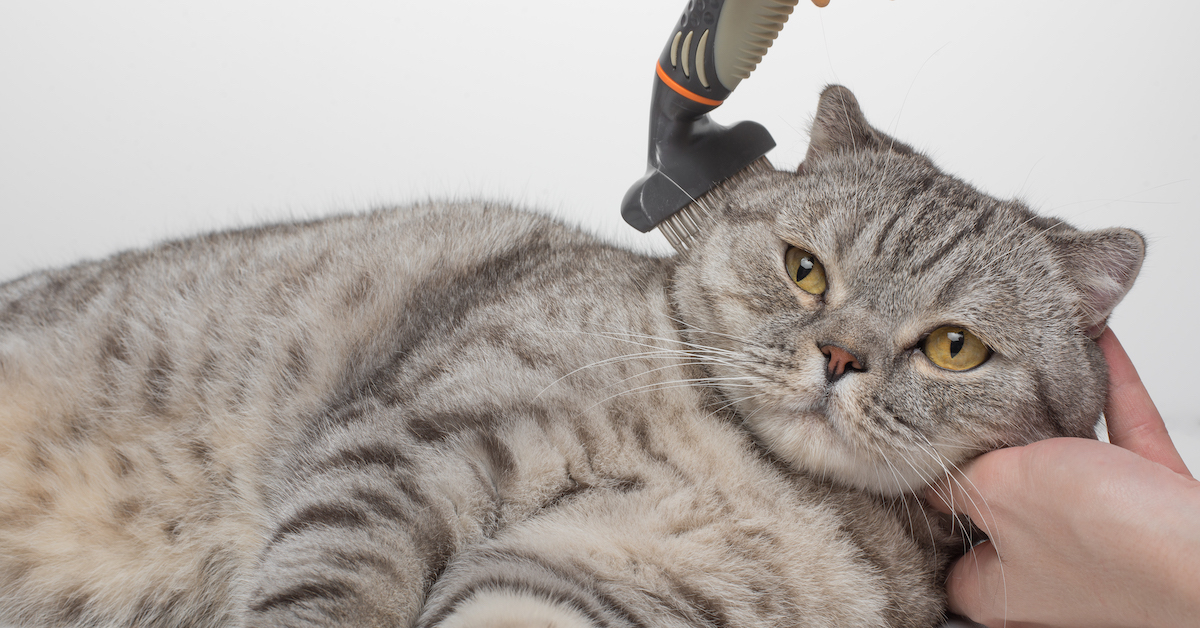 5 Misconceptions About Hairballs in Cats